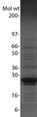 A 20 μg sample of recombinant N-Ras protein (molecular weight approx. 25 kDa) was separated by electrophoresis in a 4-20% SDS-PAGE system and stained with Coomassie Blue. Protein quantitation was determined using the Precision Red Protein Assay Reagent. Mark12 molecular weight markers are from Life Technologies Inc.